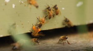 honey bees entering hive