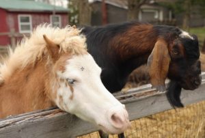 farm animals - needs and characteristics 