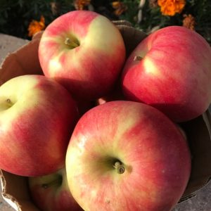 ambrosia apples