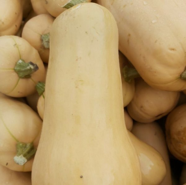 butternut squash