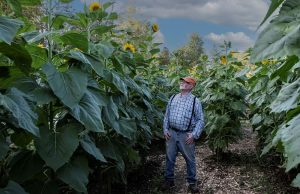 Jim and the Giant Sunflowers