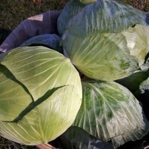 cabbage