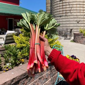 bunches of rhubarb