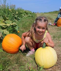 pumpkin fun