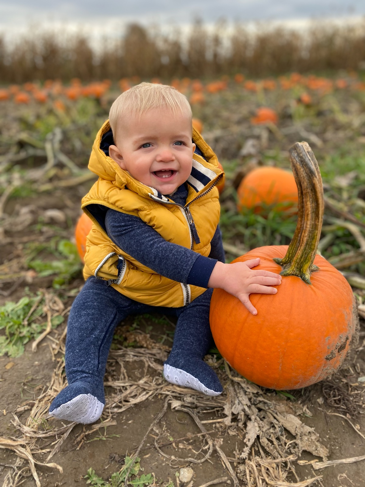 picking the best pumpkin